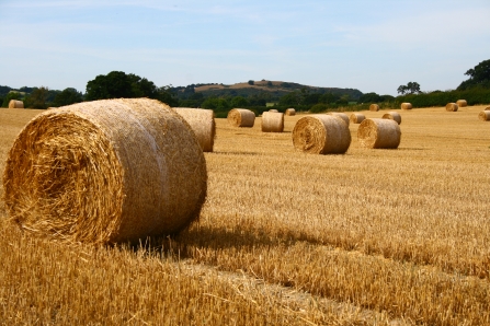 Field of wheat