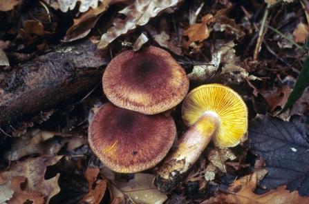 Plums and custard fungus. Picture: Peter Creed