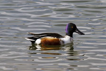 Shoveler