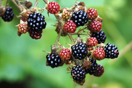 Blackberries in hedgerow