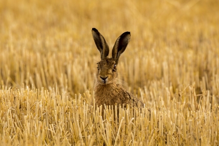 Brown hare