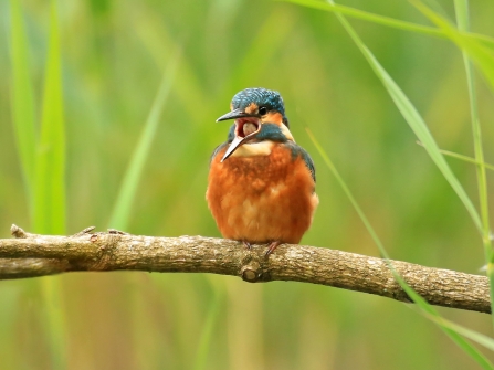 Kingfisher