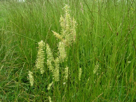 Crested dog's-tail