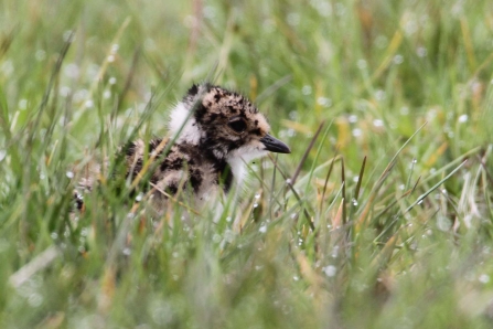Lapwing chick in wet grass