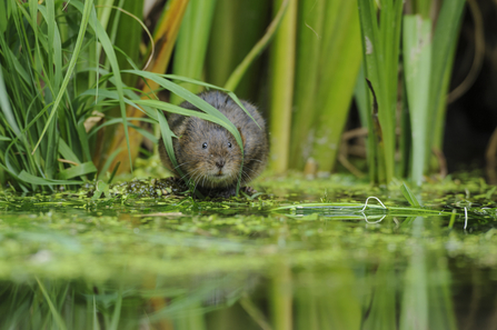 Water vole in river with reeds