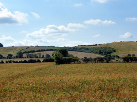 A Chiltern landscape. Picture: Harry Househam