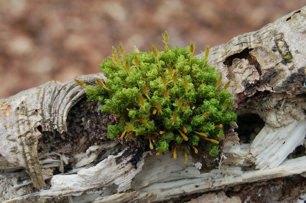 Bowdown Woods Moss Walk - Crisped Pincushion