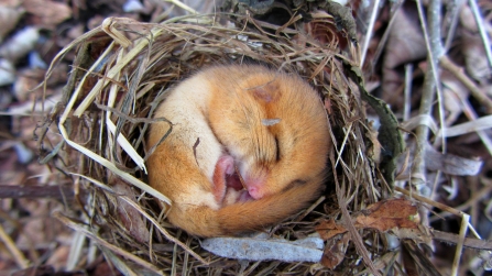 Dormouse sleeping in nest