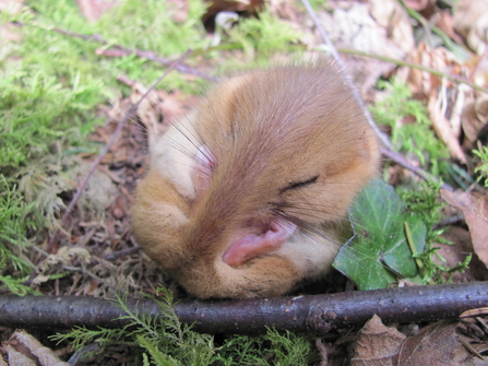 Sleeping dormouse