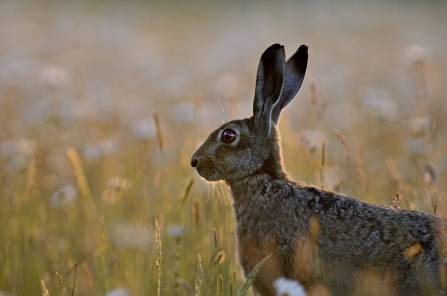 Hare in meadow in evening