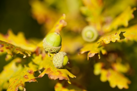 English oak