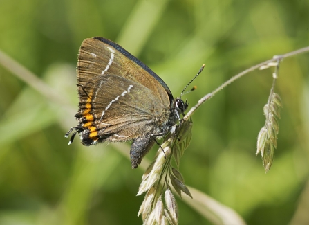 White-letter hairstreak