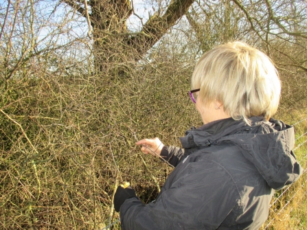 Counting brown hairstreak eggs