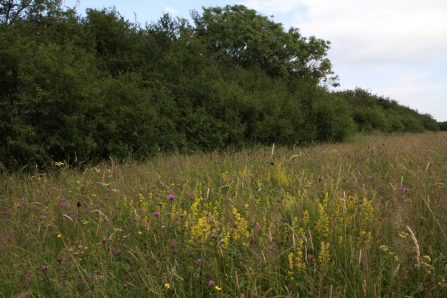 Meadow farm in bloom