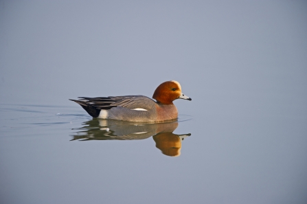 Wigeon