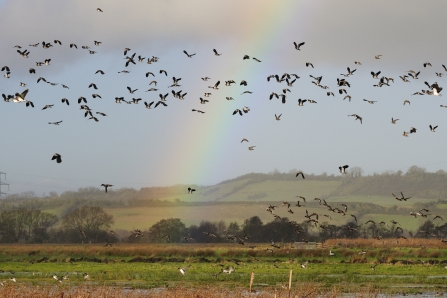 Lapwing and rainbow