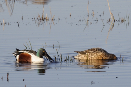 Shovelers