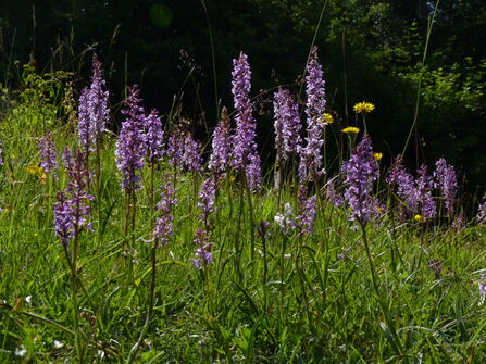Orchids at Aston Clinton Ragpits by Kate Titford