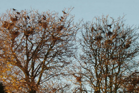 Rookery