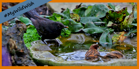 Bird bath