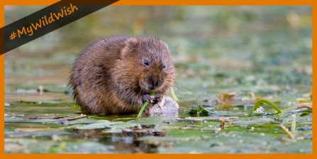 Water vole