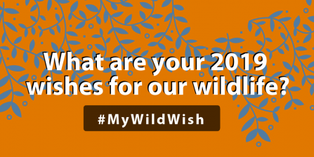 Wildlife wishes