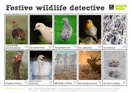 Festive wildlife sheet