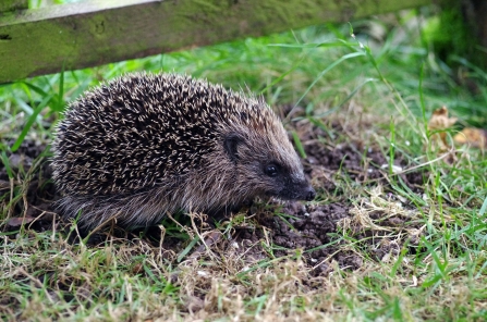 Baby hedgehog next to fence