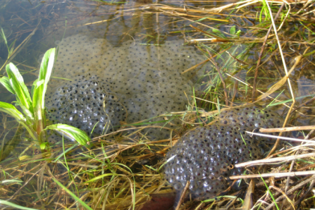 Frog spawn