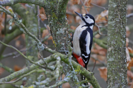Great spotted woodpecker