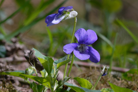 Violets