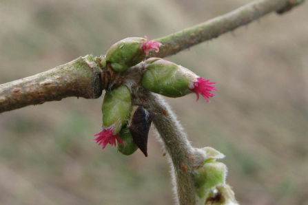 Hazel flowers