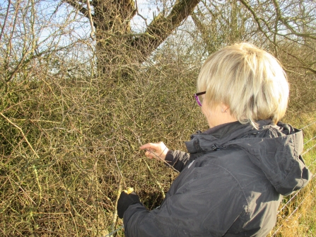 Brown hairstreak egg count 