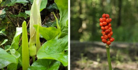 Cuckoo pint