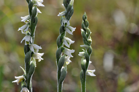 Spiranthes Spiralis orchid by Peter Creed