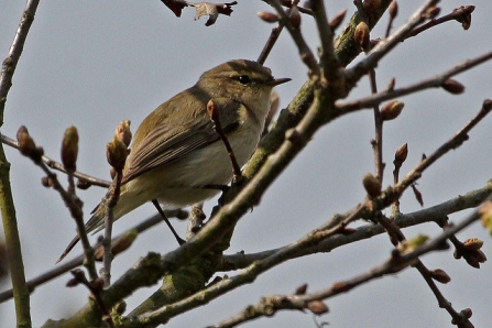 Chiffchaff