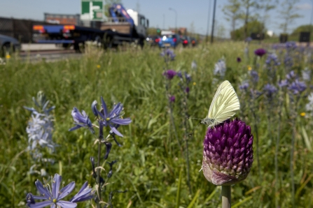 Butterfly on a roadverge