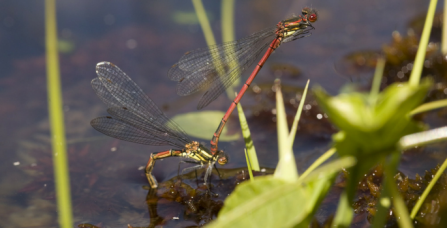 Large red damselflies