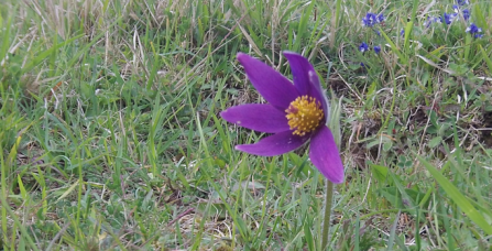 Pasqueflower