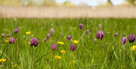 Snake's-head fritillaries