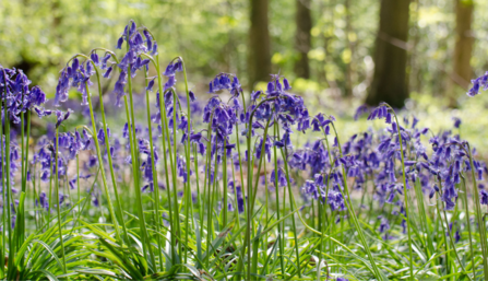 Bluebells