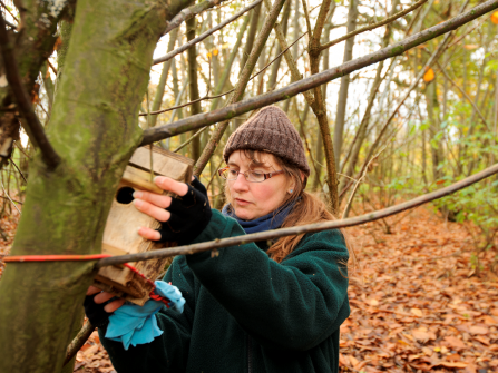 Dormouse nest box