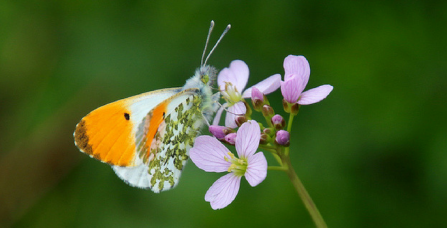 Orange-tip