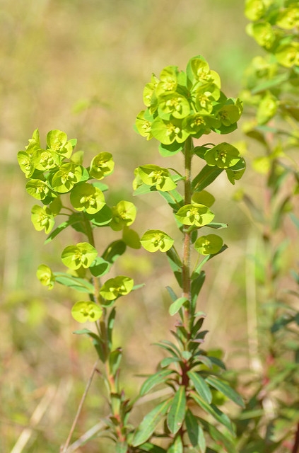 Wood spurge