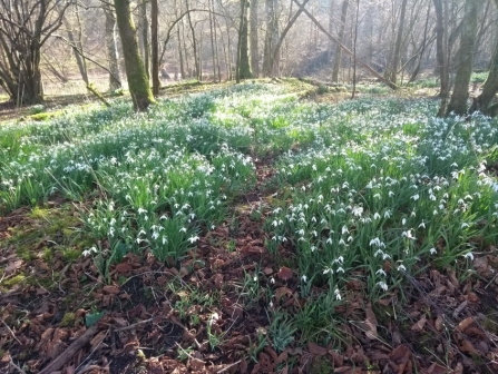 Snowdrops