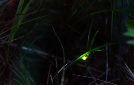 Glow worm by Wikipedia Commons