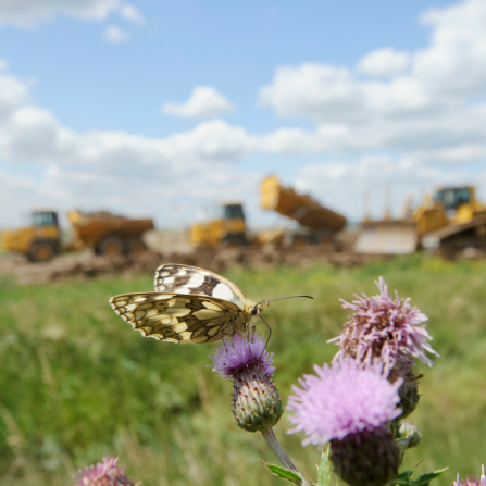 Marbled white and bulldozers