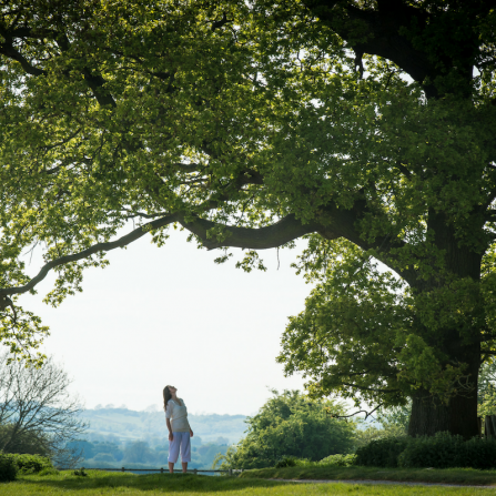 Person admiring tree