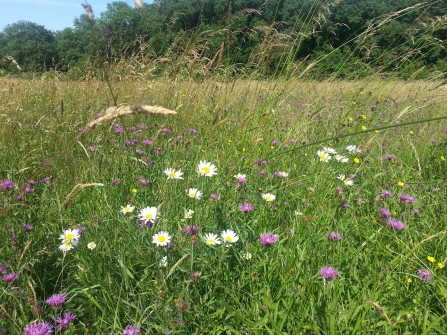 Wild flowers