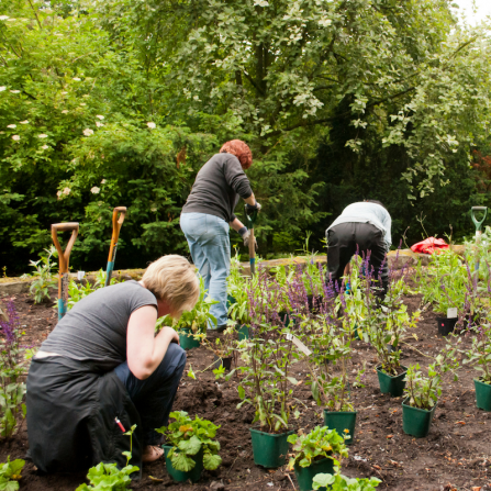 Wildlife gardening